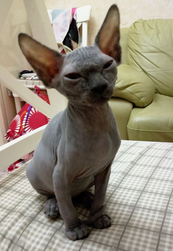 Моей кошке
