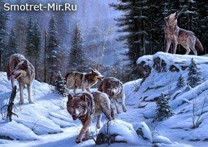 Страна волков