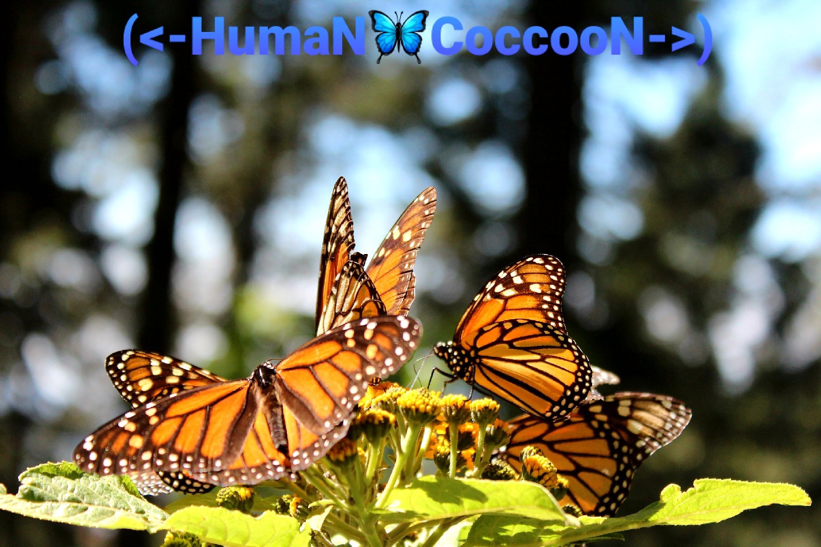 HumaN CoccooN - 10 Часть